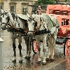 horses and pink carriage in Wien