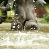 A butt in a fountain
