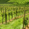 Vineyard outside of Graz