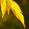 Leaves