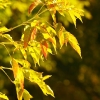 Leaves