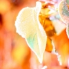 Freezing leaf