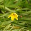 Honeybee catching the bloom