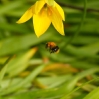 Honeybee fallen off the bloom