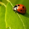 Ladybug on birch leaf