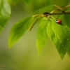 Ladybird on birch leaf