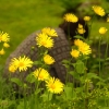 Margus' mom hidden in flowers