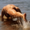 Margus