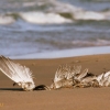 Seagull wings on beach