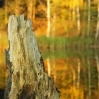 Stump