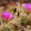 Blooming cactus