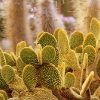 Cactuses