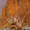 A plant in the mountains