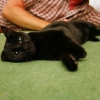 Gato negro