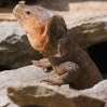 Iguana