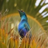 Blue bird on palm tree