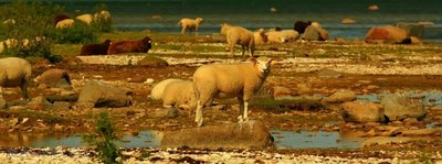 Sheep on islets