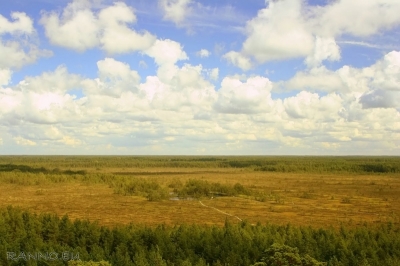 Tolkuse bog