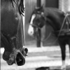 Horse to horse