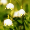 Spring snowflake
