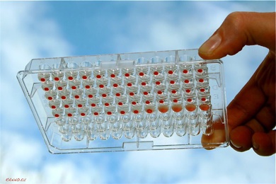 Hemagglutination assay