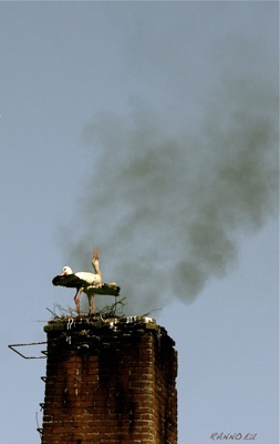 Smoking stork nest