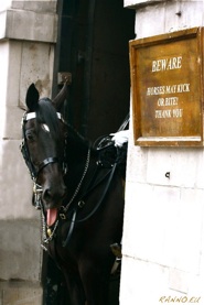 Horses may bite