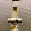 Birds lineup and nest with sun glasses