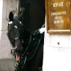 Horses may bite