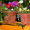 Angry flower pot