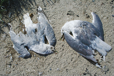 Dead seagulls
