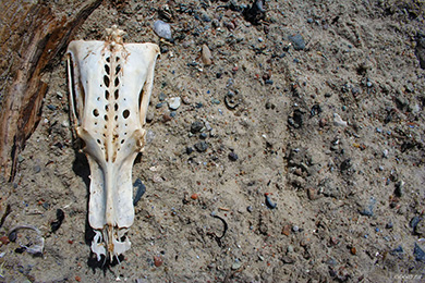 Part of bird skeleton