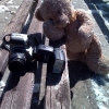 Exhausted teddy bear with Canon