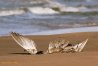 Seagull wings on beach